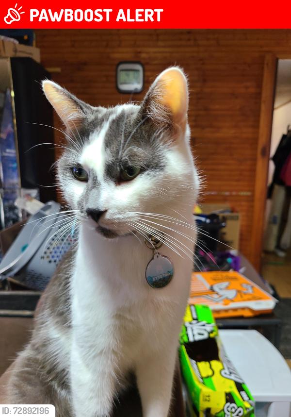 Lost Male Cat last seen on Fir Dr, near the intersection of Round Lake Rd, Big Rapids, MI 49307