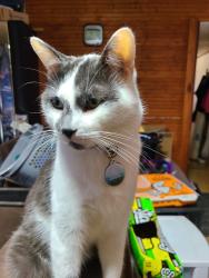 Lost Male Cat last seen on Fir Dr, near the intersection of Round Lake Rd, Big Rapids, MI 49307