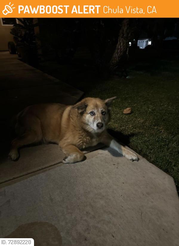 Found/Stray Unknown Dog last seen Driveway, Chula Vista, CA 91910