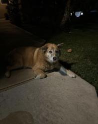 Found/Stray Unknown Dog last seen Driveway, Chula Vista, CA 91910