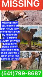 Reunited Female Dog last seen Kimball and Rattlesnake road , Dexter, OR 97431