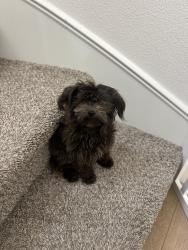 Lost Female Dog last seen Near Sesnon blvd, porter ranch, Los Angeles, CA 91326