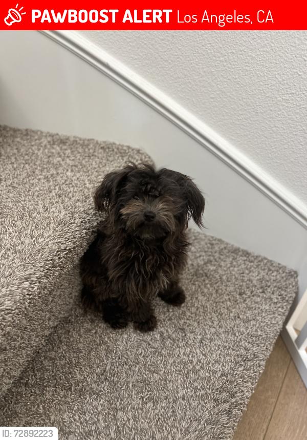 Lost Female Dog last seen Near Sesnon blvd, porter ranch, Los Angeles, CA 91326