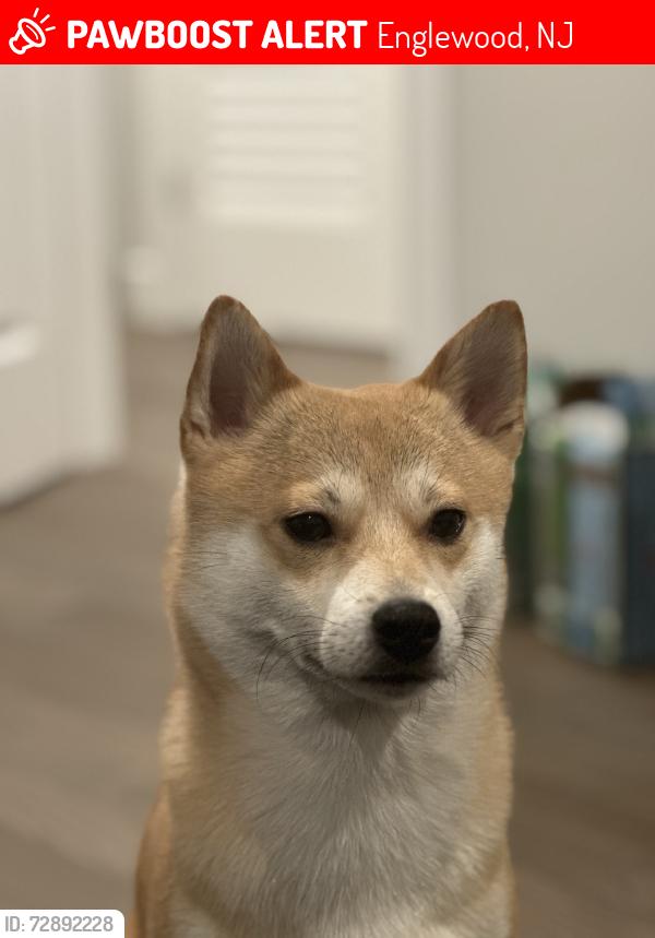 Lost Male Dog last seen Around the dunkin donuts 490 grand ave, Englewood, NJ 07631