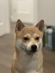 Lost Male Dog last seen Around the dunkin donuts 490 grand ave, Englewood, NJ 07631