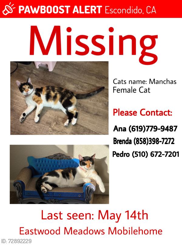 Lost Female Cat last seen Near E Valley Pkwy, Escondido, CA 92027