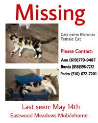 Lost Female Cat last seen Near E Valley Pkwy, Escondido, CA 92027