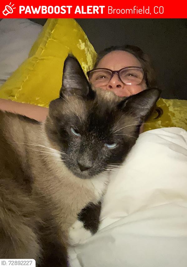 Lost Male Cat last seen 136th and Main St., Broomfield, CO 80020