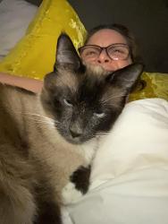 Lost Male Cat last seen 136th and Main St., Broomfield, CO 80020