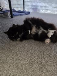 Lost Female Cat last seen Summit at Bon Air, Bon Air, VA 23235