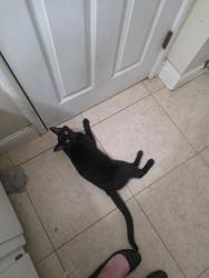 Found/Stray Male Cat last seen Sylmar and San Jose clovis , Clovis, CA 93612