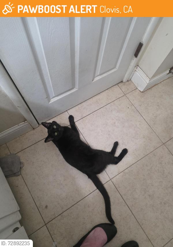 Found/Stray Male Cat last seen Sylmar and San Jose clovis , Clovis, CA 93612