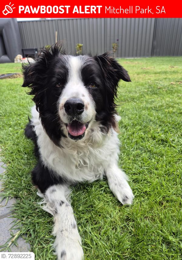 Lost Female Dog last seen Nellie Avenue, Mitchell Park, SA 5043