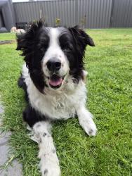 Lost Female Dog last seen Nellie Avenue, Mitchell Park, SA 5043