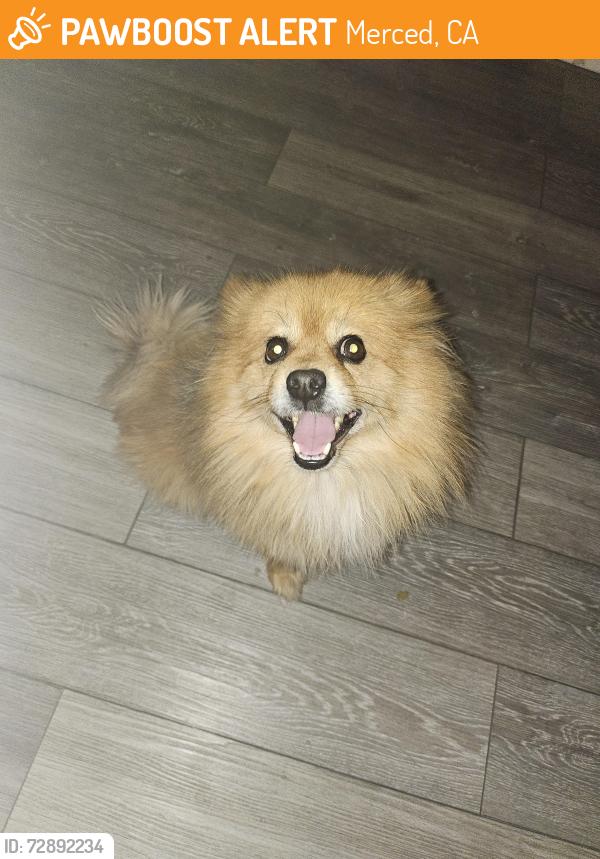 Found/Stray Male Dog last seen 7th and r st merced ca , Merced, CA 95341