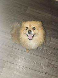 Found/Stray Male Dog last seen 7th and r st merced ca , Merced, CA 95341