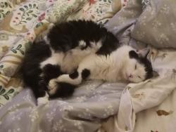 Lost Male Cat last seen S Weatherstone Lane and Cobblefield ct, Bloomington, IN 47401