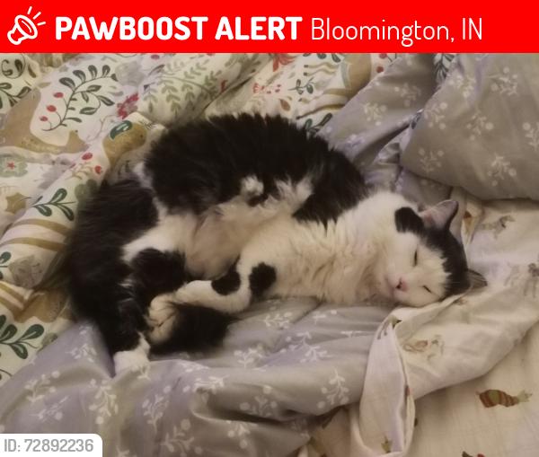 Lost Male Cat last seen S Weatherstone Lane and Cobblefield ct, Bloomington, IN 47401