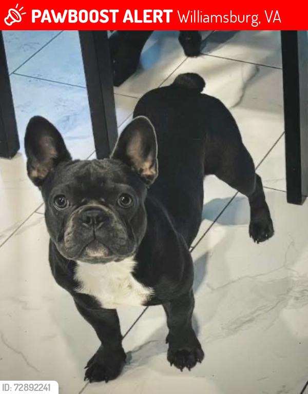 Lost Female Dog last seen Berkeley’s Green Neighborhood, Williamsburg, VA 23185