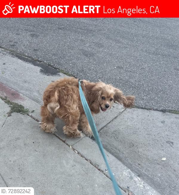 Lost Male Dog last seen Near 11 , Los Angeles, CA 90065
