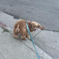 Lost Male Dog last seen Near 11 , Los Angeles, CA 90065