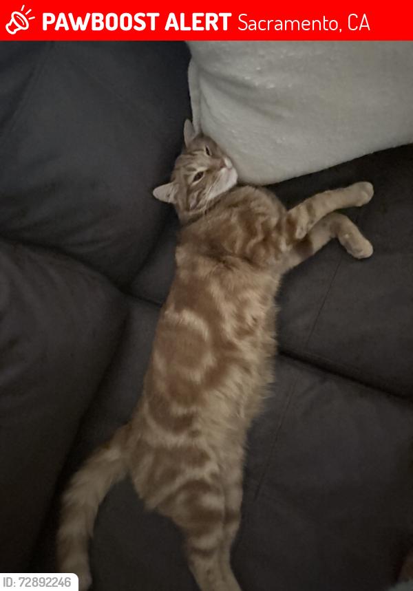 Lost Male Cat last seen highschool, Sacramento, CA 95823
