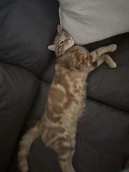 Lost Male Cat last seen highschool, Sacramento, CA 95823