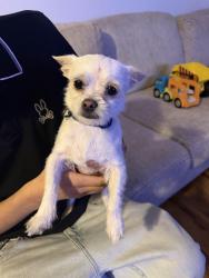 Found/Stray Unknown Dog last seen Chambers and 23rd , Aurora, CO 80011
