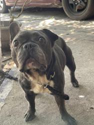 Found/Stray Male Dog last seen Garden , Titusville, FL 32780