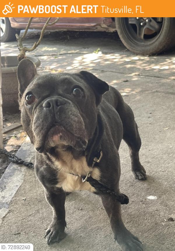 Found/Stray Male Dog last seen Garden , Titusville, FL 32780