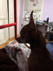 Lost Female Dog last seen peninsula blvd and rockaway ave, Hewlett, NY 11557