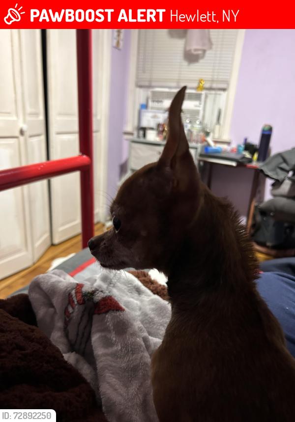 Lost Female Dog last seen peninsula blvd and rockaway ave, Hewlett, NY 11557