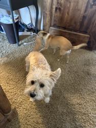Lost Male Dog last seen Prairie trail and fremontis, Hesperia, CA 92344