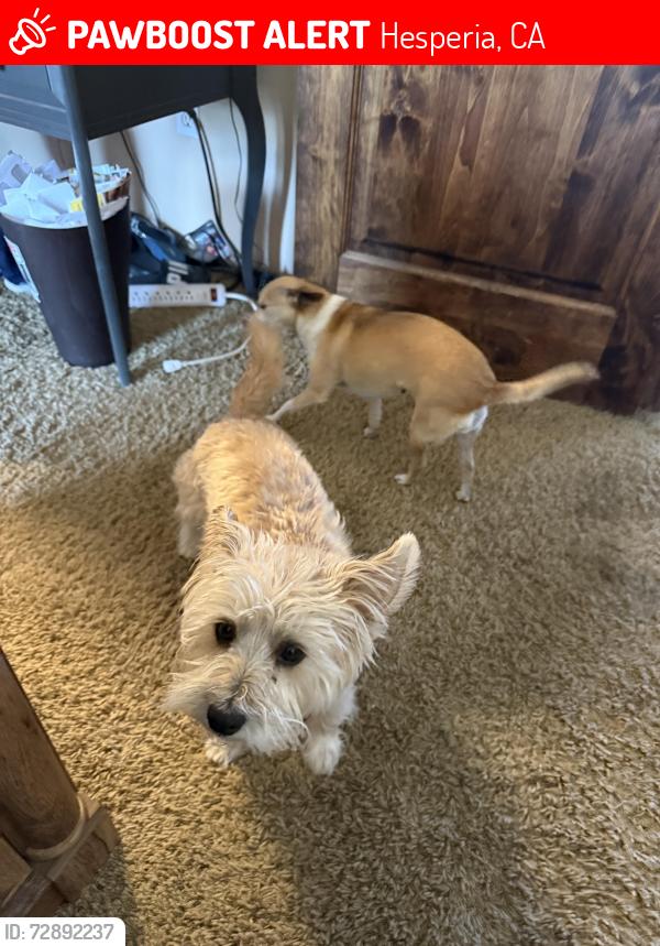 Lost Male Dog last seen Prairie trail and fremontis, Hesperia, CA 92344