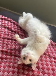Lost Female Cat last seen cafe trio, Kansas City, MO 64112