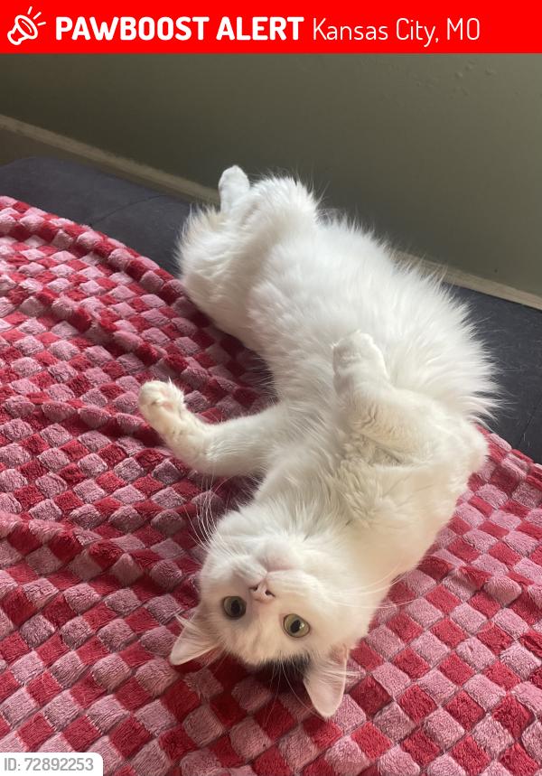Lost Female Cat last seen cafe trio, Kansas City, MO 64112
