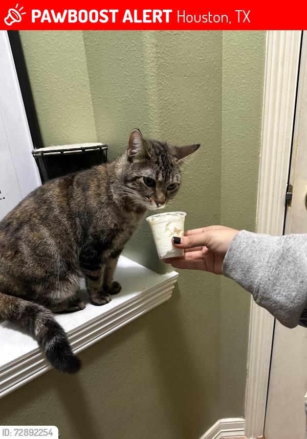 Lost Female Cat last seen Queenston, Houston, TX 77095