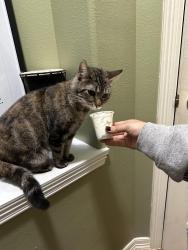 Lost Female Cat last seen Queenston, Houston, TX 77095