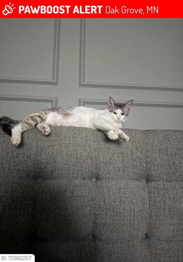Lost Male Cat last seen Sims rd, Oak Grove, MN 55011