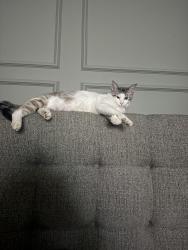 Lost Male Cat last seen Sims rd, Oak Grove, MN 55011