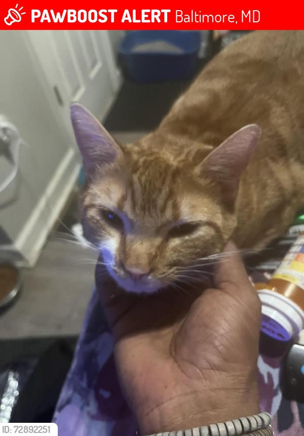 Lost Male Cat last seen Frisby st , Baltimore, MD 21218