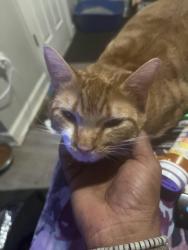 Lost Male Cat last seen Frisby st , Baltimore, MD 21218