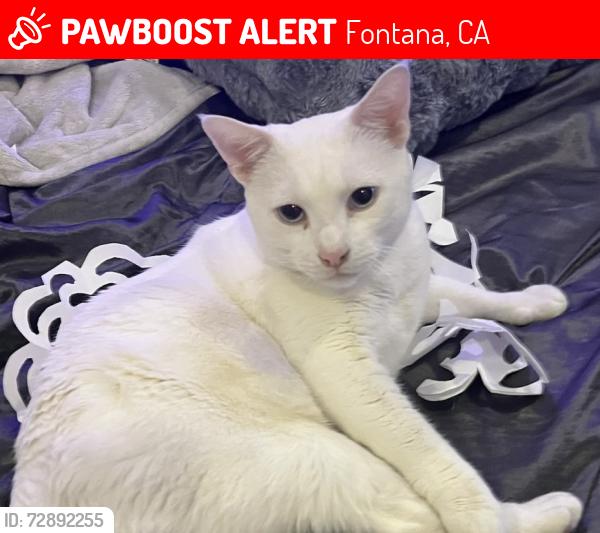 Lost Male Cat last seen Inside house left threw a window, Fontana, CA 92337