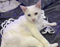 Lost Male Cat last seen Inside house left threw a window, Fontana, CA 92337