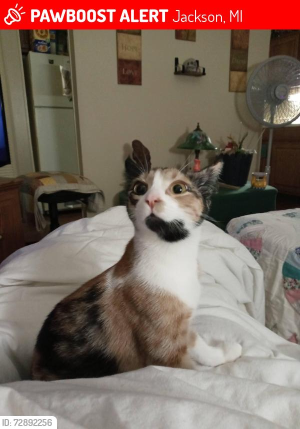 Lost Female Cat last seen Van Buren, Jackson, MI 49201