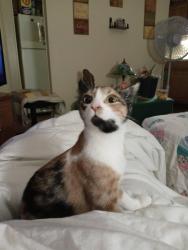 Lost Female Cat last seen Van Buren, Jackson, MI 49201
