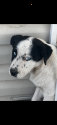 Found/Stray Female Dog last seen Brock park Oklahoma City , Oklahoma City, OK 73119