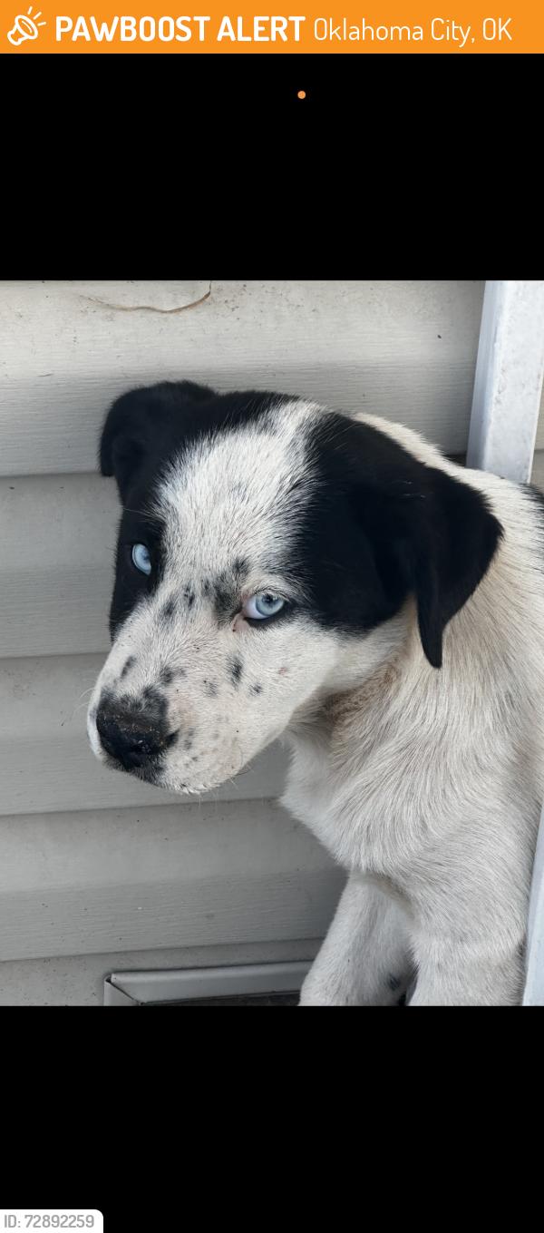 Found/Stray Female Dog last seen Brock park Oklahoma City , Oklahoma City, OK 73119