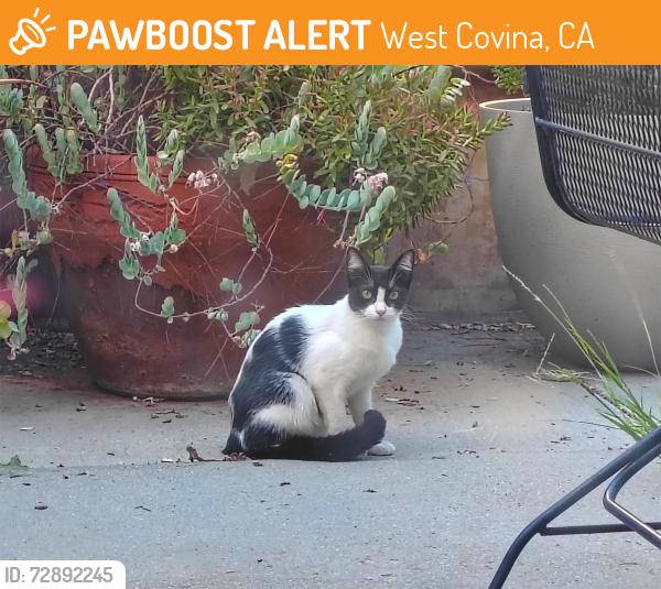 Found/Stray Female Cat last seen Kaiser Permanente at Merced and Sunset, West Covina, 91790, West Covina, CA 91790