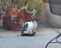 Found/Stray Female Cat last seen Kaiser Permanente at Merced and Sunset, West Covina, 91790, West Covina, CA 91790
